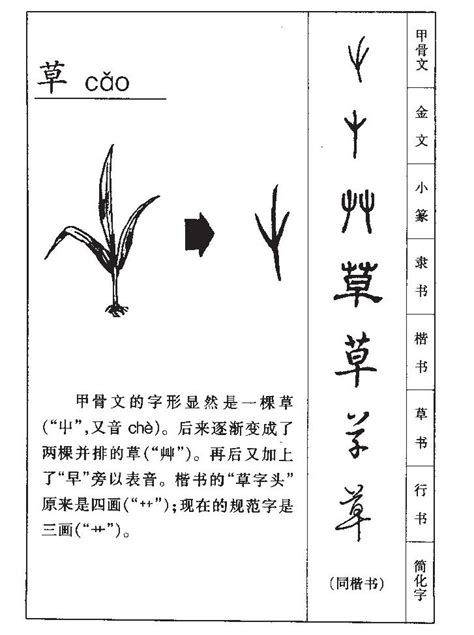 草部首的名字|部首是「艸」的國字一覽